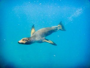 Tagus Cove, Isabella Island, Galapagos 188.jpg